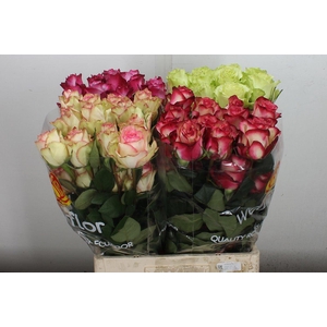 R Gr Ec Mix Ecuador 60 Cm