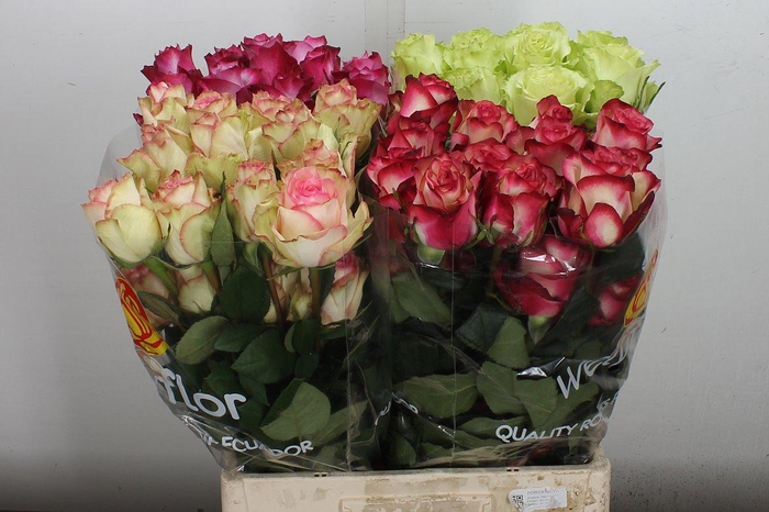 <h4>R Gr Ec Mix Ecuador 60 Cm</h4>