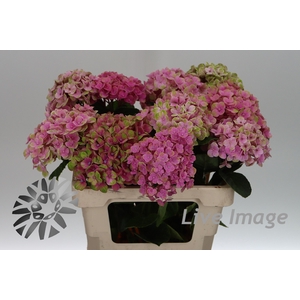 Hydrangea mag coral
