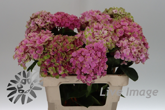 <h4>Hydrangea mag coral</h4>
