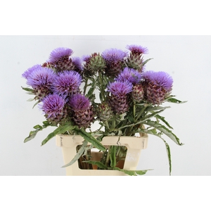 CYNARA CARDUNCULUS