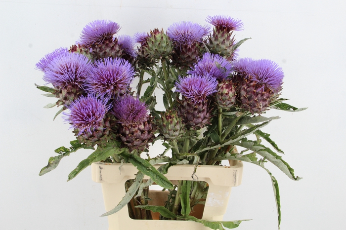 CYNARA CARDUNCULUS
