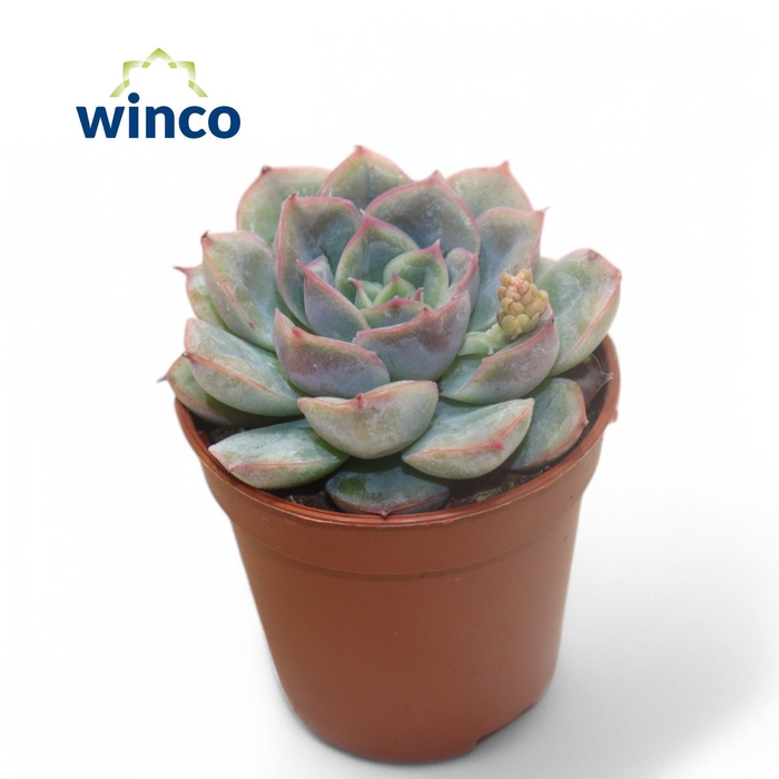 <h4>Echeveria Pulidonis Grey</h4>