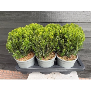 Taxus Bol P17