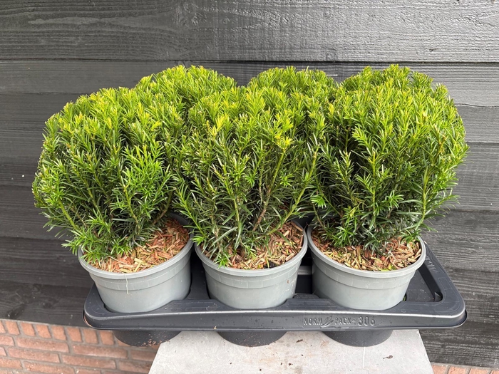 <h4>Taxus Bol P17</h4>