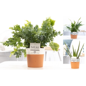 Groene planten mix icm P&PURE Terra Cotta ass.2