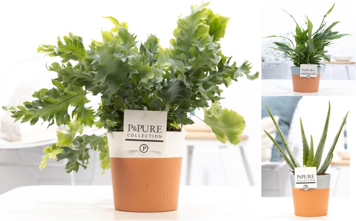 <h4>Groene planten mix icm P&PURE Terra Cotta ass.2</h4>