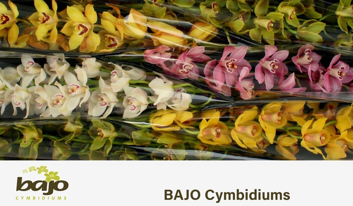<h4>CYMB T GEM</h4>
