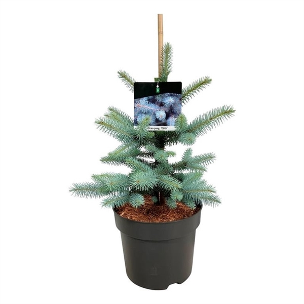 <h4>Picea pung. 'Edith'</h4>