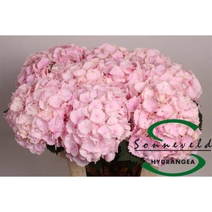 HYDR M CH VERENA