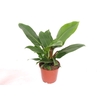 Philodendron Imperial Green