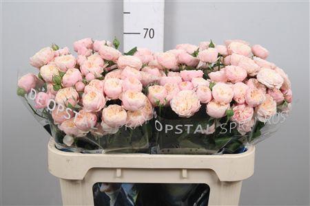 <h4>R Tr Royal Blush</h4>