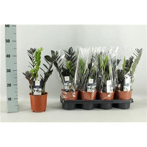 Zamioculcas Raven