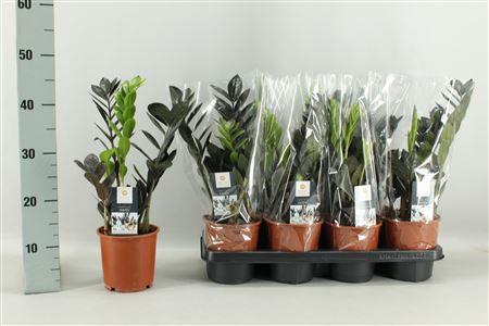 <h4>Zamioculcas Raven</h4>
