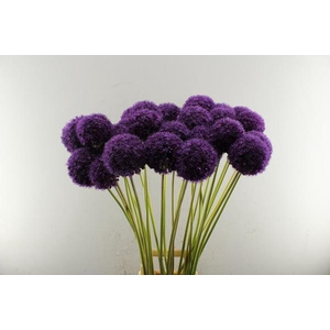 Allium Grootbloemig (x30)