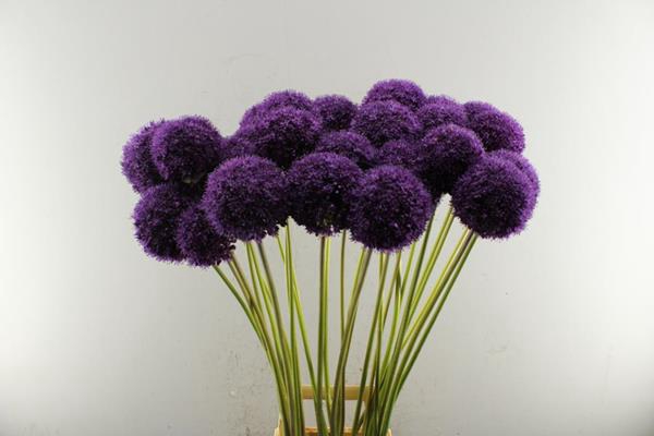 <h4>Allium Grootbloemig (x30)</h4>