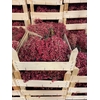 Dried schinus mollis naturel 5/bunches