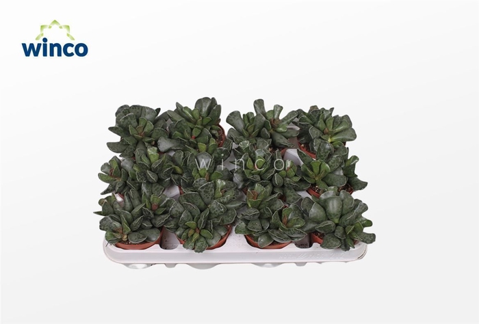 <h4>Adromischus Cooperii</h4>