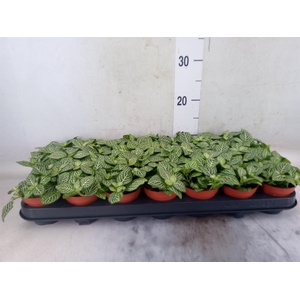 Fittonia verschaf. 'White Angel'