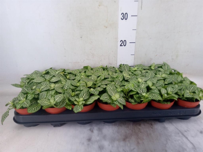 <h4>Fittonia verschaf. 'White Angel'</h4>