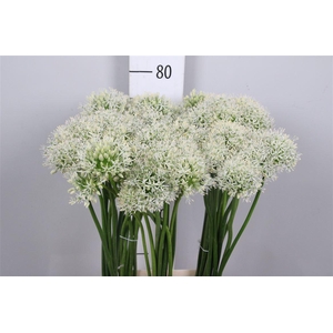 Allium Mount Everest