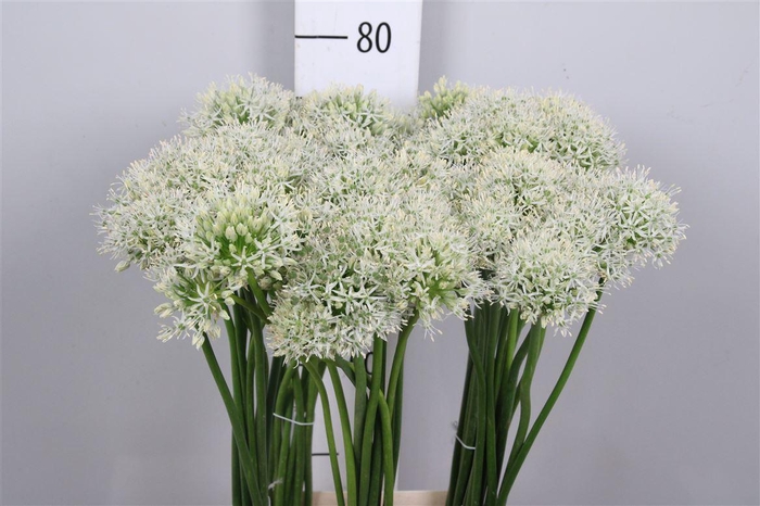 <h4>Allium Mount Everest</h4>