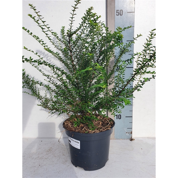 <h4>Lonicera nitida</h4>