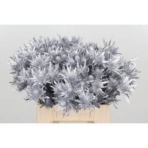 Eryn Orion Kl Bh Zilver