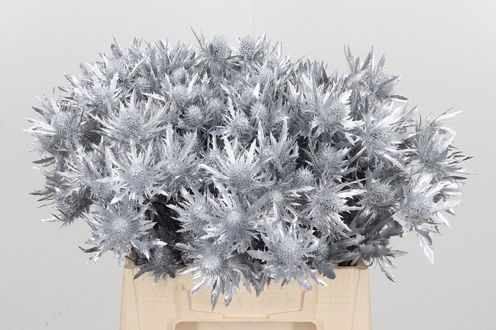 <h4>Eryn Orion Kl Bh Zilver</h4>