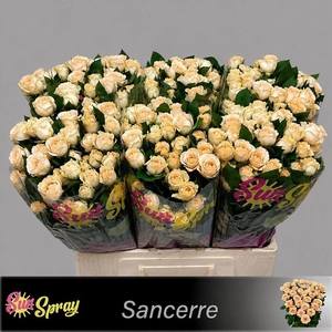 Rosa spray sancerre