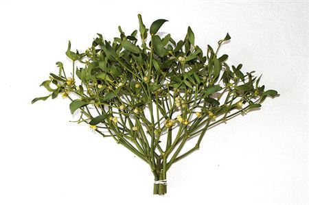 MISTEL BUND / VISCUM ALBUM