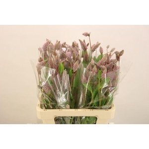 PTILOTUS EXALTATUS MATILDA PTILOTUS