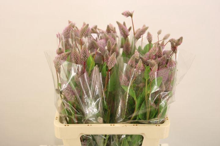 <h4>PTILOTUS EXALTATUS MATILDA PTILOTUS</h4>