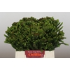 Kaaps Groen Albigreen