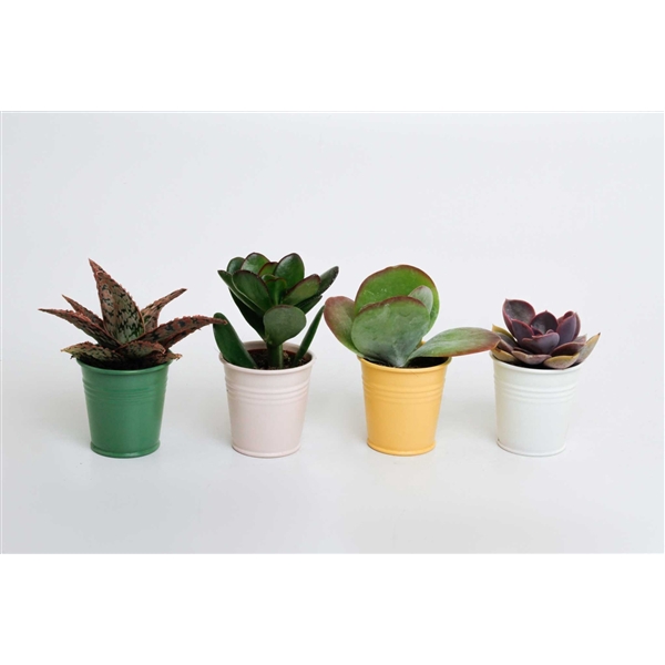 <h4>Succulenten mix in Sylwia zink</h4>