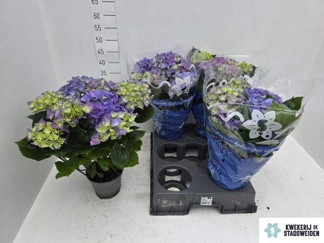 <h4>HYDR M EARLY BLUE</h4>