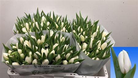 <h4>Tu En White Prince</h4>