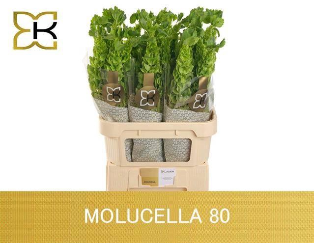 <h4>Moluccella Stuk</h4>