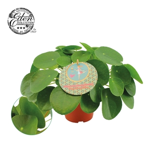 Pilea Peperomioides 15cm Nederlands etiket