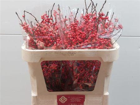 <h4>Ilex Ve Rode Bes Rijns</h4>