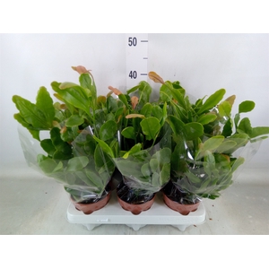 Rhipsalis   ...