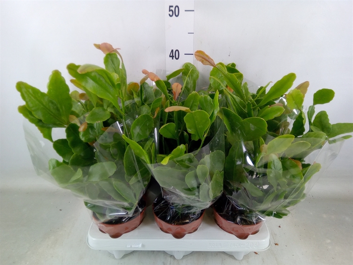 <h4>Rhipsalis   ...</h4>
