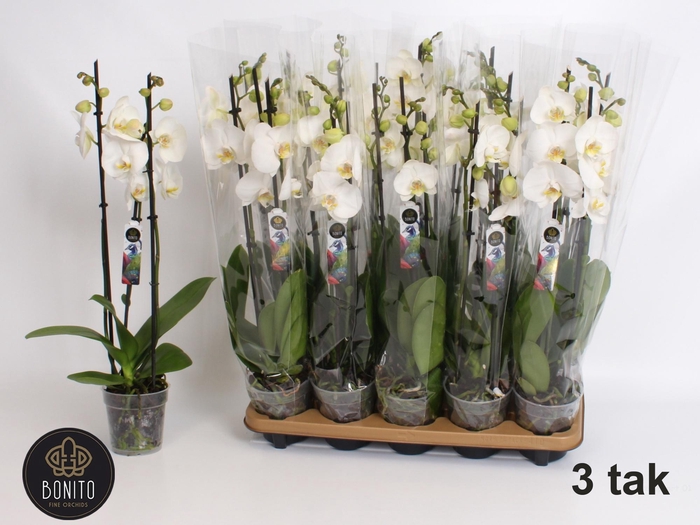 <h4>PHAL AN NOTTINGHAM</h4>