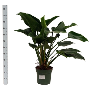 Philodendron  'Green Beauty'