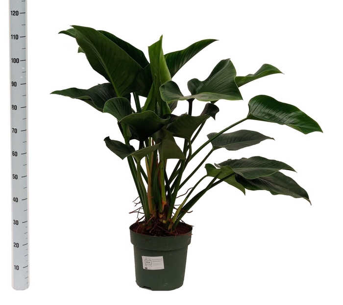 <h4>Philodendron  'Green Beauty'</h4>