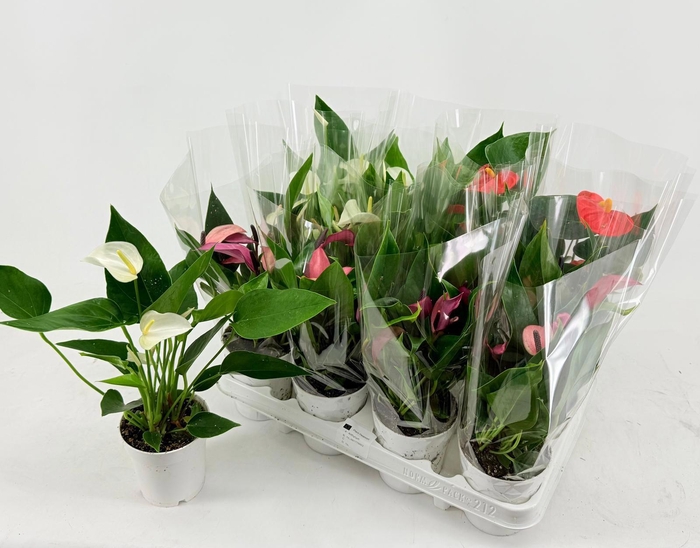 <h4>ANTHU AN GEM 4 KL</h4>