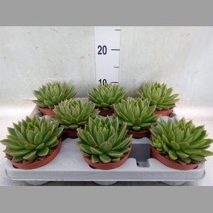 Echeveria agavoides