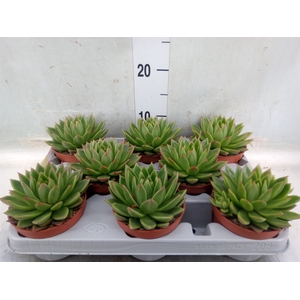 Echeveria agavoides