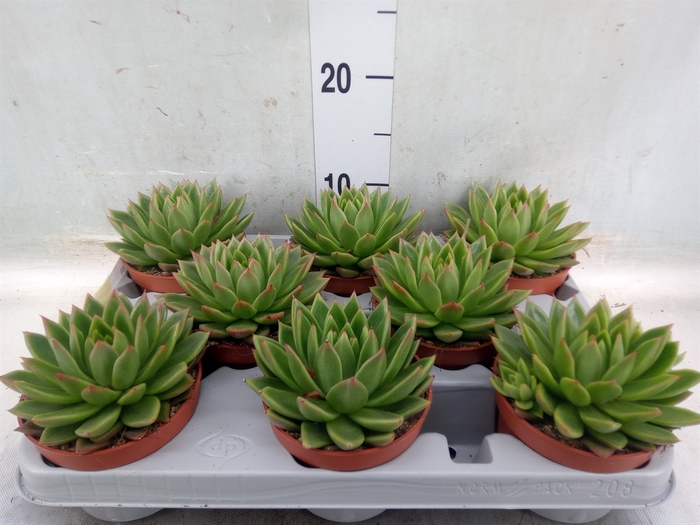 <h4>Echeveria agavoides</h4>