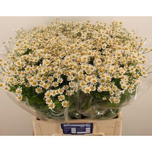 TANACETUM PARTH. 'SINGLE VEGMO'